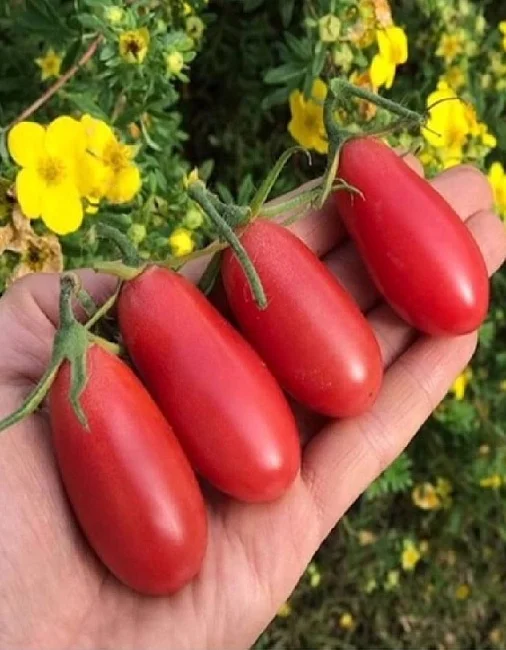 Миниатюра изображения сорта Ракета