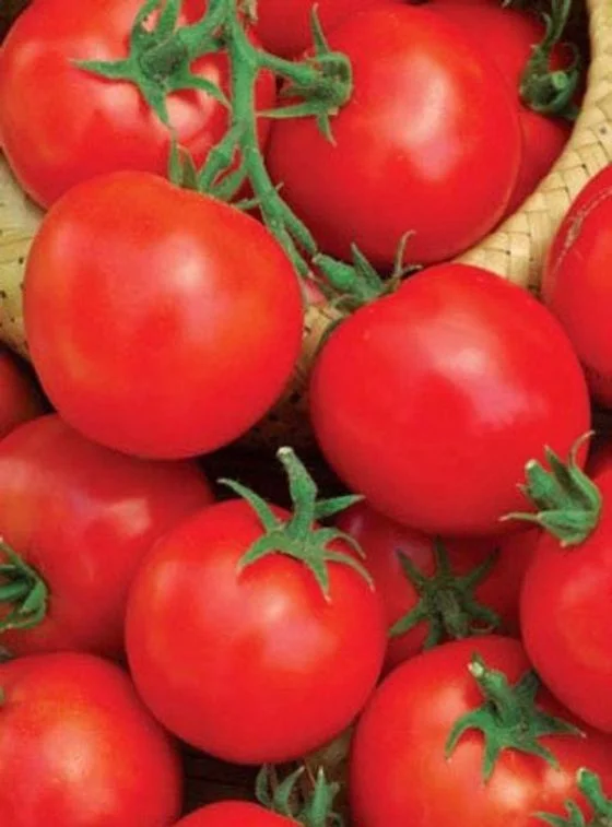 Миниатюра изображения сорта Раниий 83