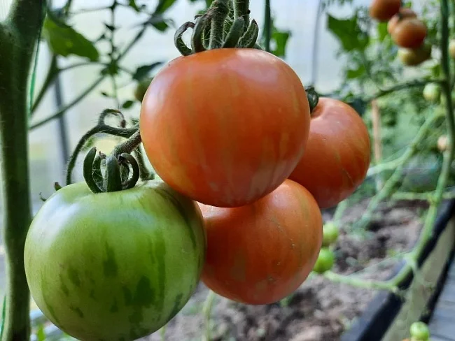 Миниатюра изображения сорта Африканец 