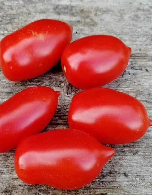 Миниатюра изображения сорта Ревизор