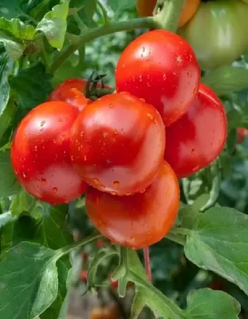 Миниатюра изображения сорта Рекордсмен 