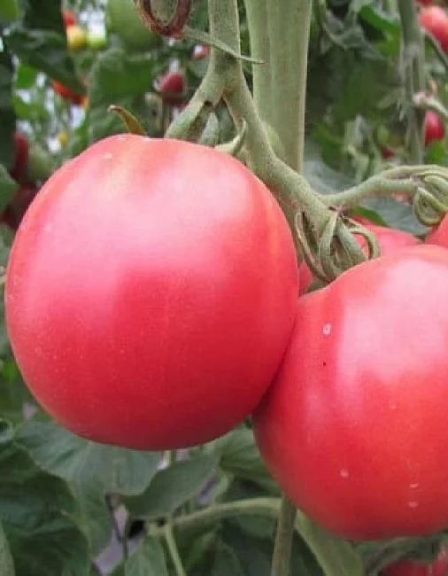 Миниатюра изображения сорта Розовое чудо 