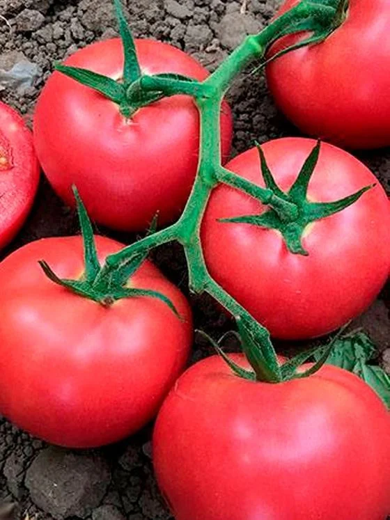 Миниатюра изображения сорта Розовое чудо 