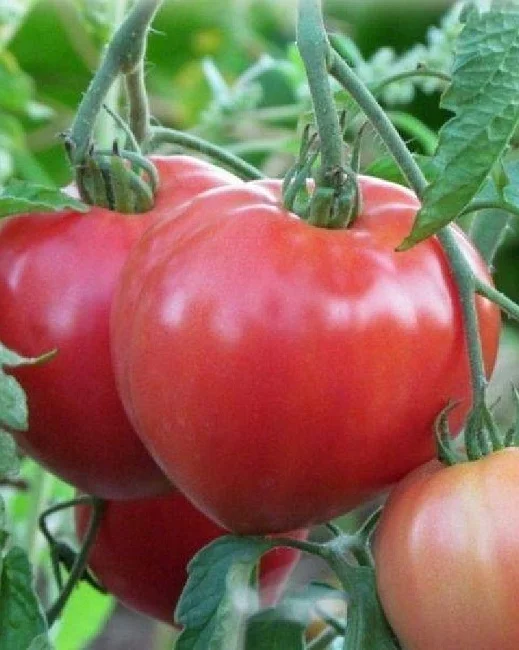 Миниатюра изображения сорта Розовые вершины 