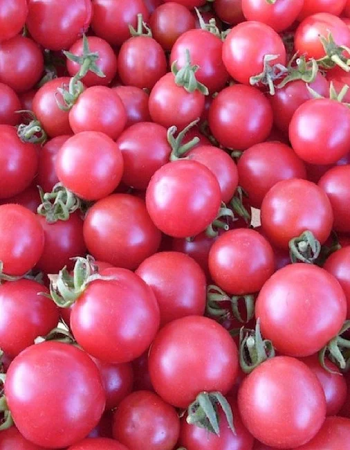 Миниатюра изображения сорта Розовый Джайв