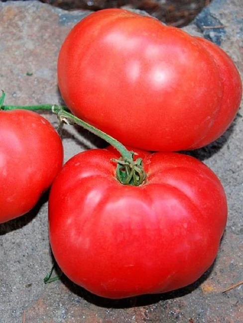 Миниатюра изображения сорта Розовый слон