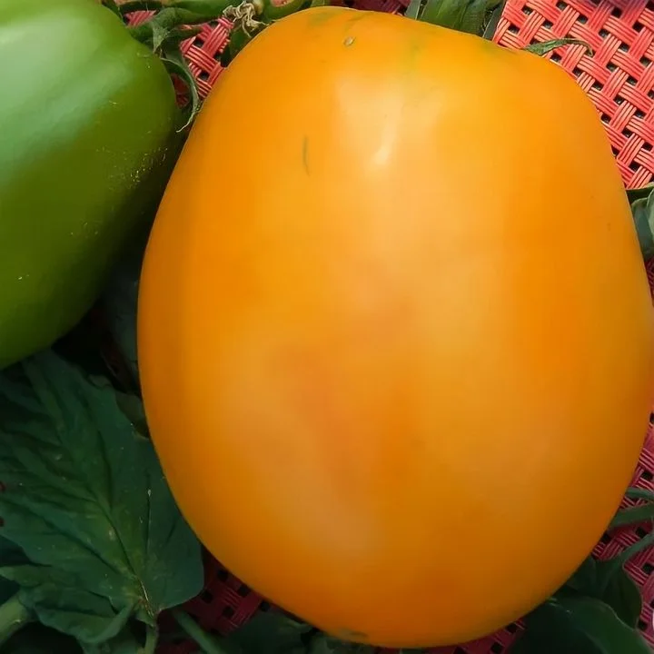 Миниатюра изображения сорта Ромовая баба