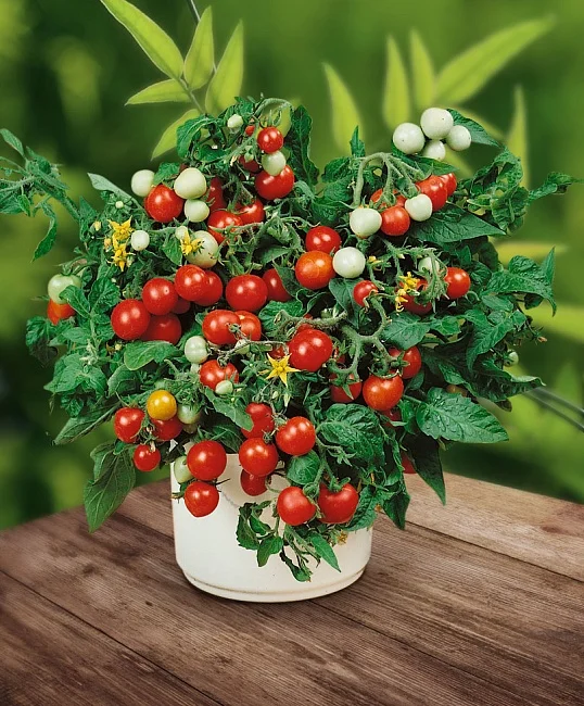 Миниатюра изображения сорта Роткэппхен 