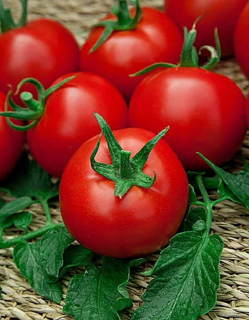 Миниатюра изображения сорта Рубинчик 