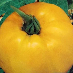 Миниатюра изображения сорта Самохвал