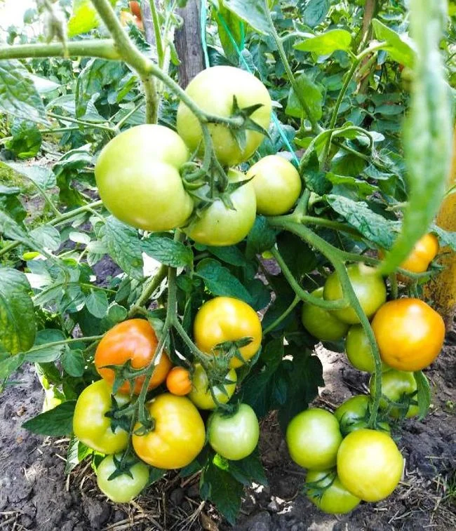 Миниатюра изображения сорта Санька