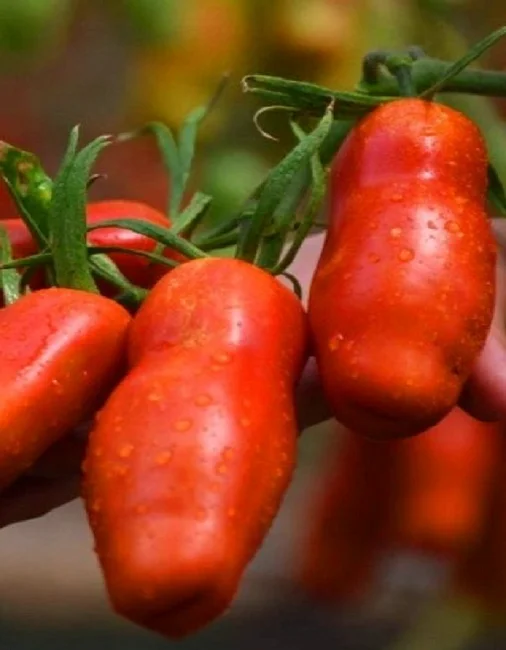 Санькина Любовь