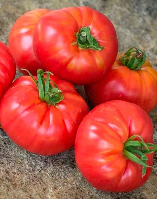 Миниатюра изображения сорта Сахарная Голова