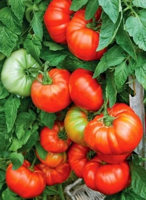 Сахарная Молния