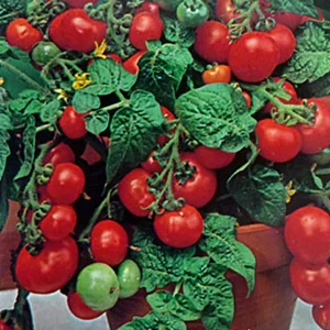 Миниатюра изображения сорта Балконное чудо