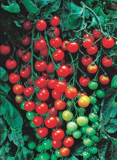 Миниатюра изображения сорта Свит Черри  