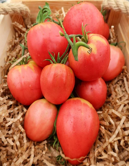 Миниатюра изображения сорта Семейное Счастье