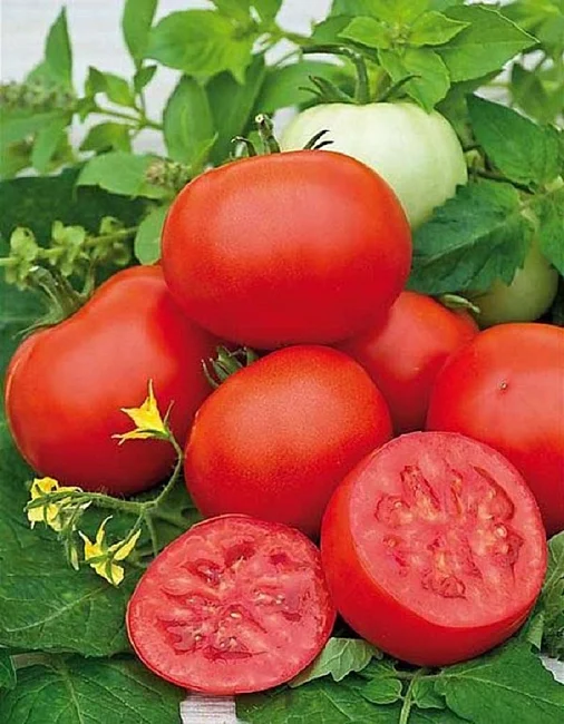 Миниатюра изображения сорта Семёновна