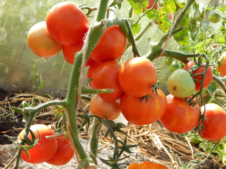 Миниатюра изображения сорта Семь Сорок