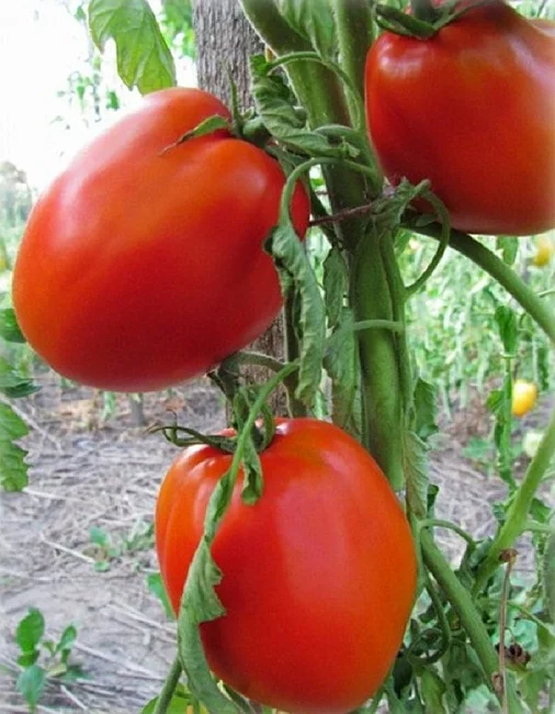 Миниатюра изображения сорта Сибирское чудо