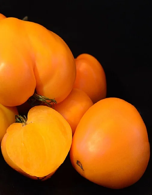 Миниатюра изображения сорта Слонопотам 