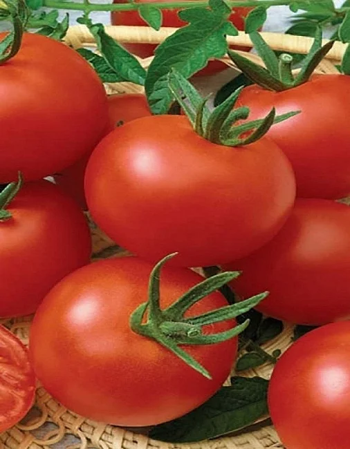 Миниатюра изображения сорта Снежана 