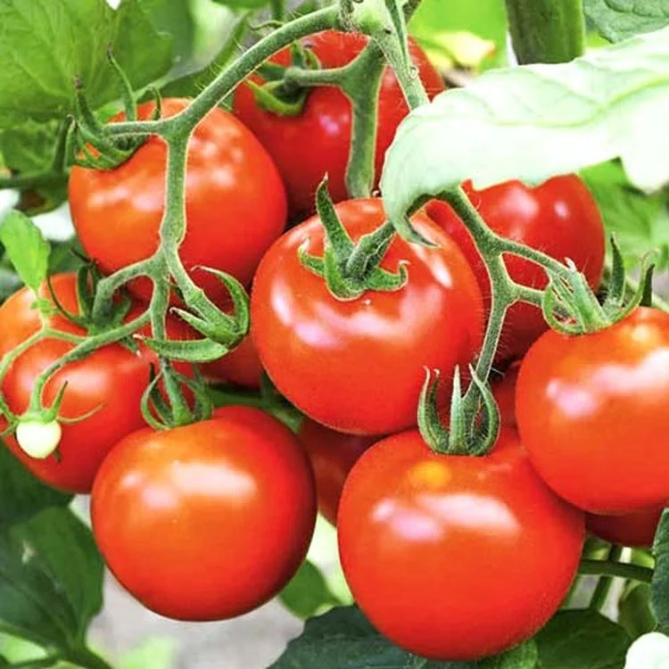 Миниатюра изображения сорта Снежана 