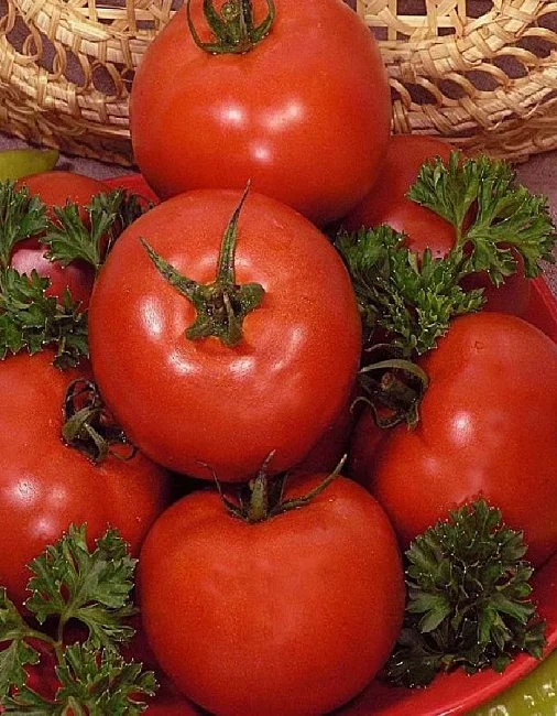 Миниатюра изображения сорта Сытый хозяин 