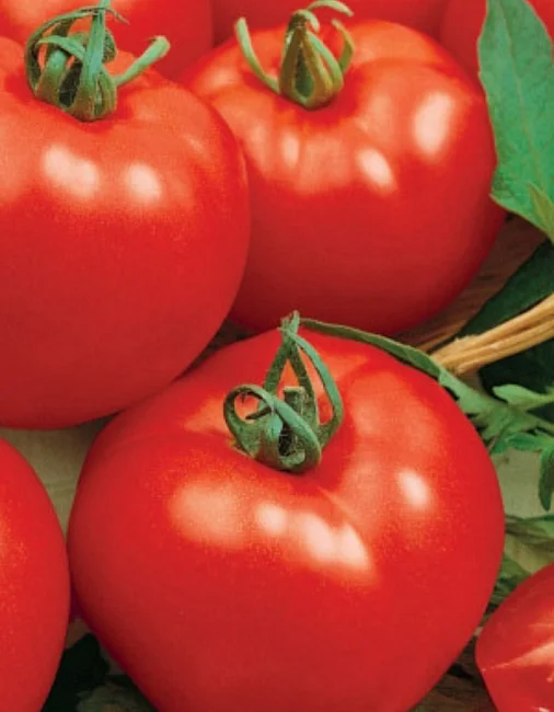 Миниатюра изображения сорта Титаник