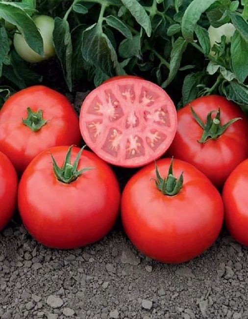 Миниатюра изображения сорта Томск 