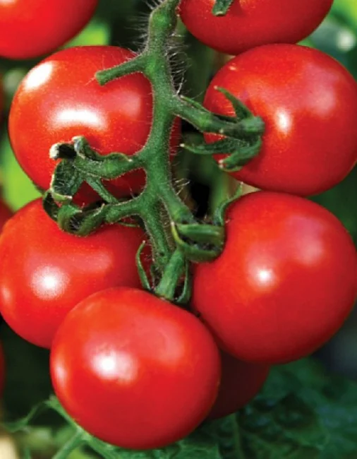 Увертюра Нк