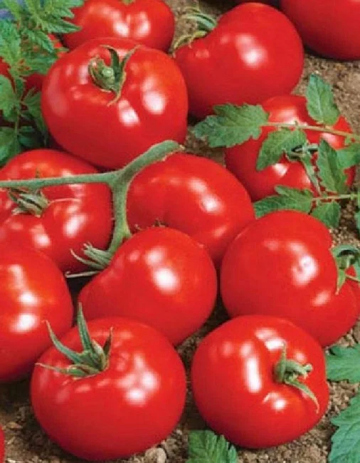 Миниатюра изображения сорта Уральский экспресс 