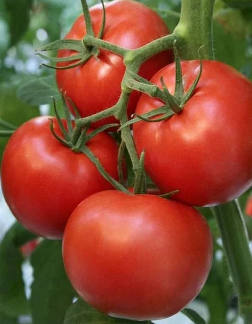 Миниатюра изображения сорта Фермер 