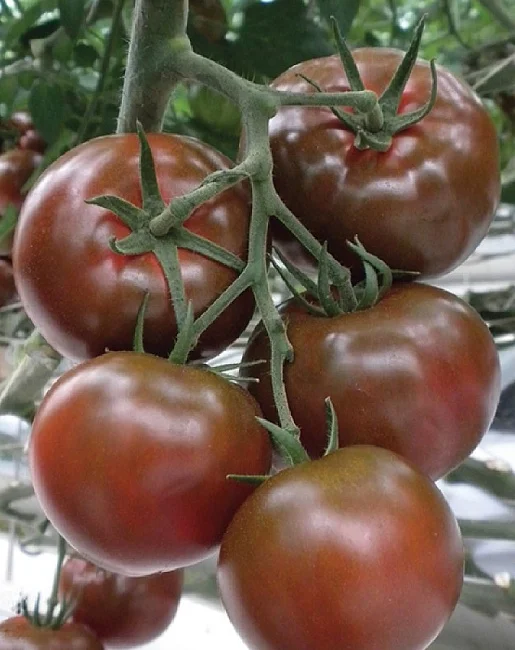 Миниатюра изображения сорта Черный сахар 