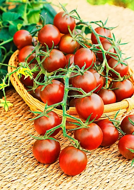 Миниатюра изображения сорта Черри Вишенка черная