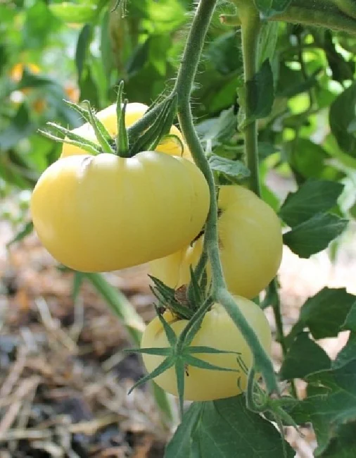 Миниатюра изображения сорта Белый зубр 