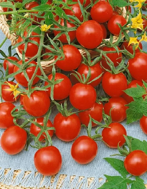 Миниатюра изображения сорта Шалун 