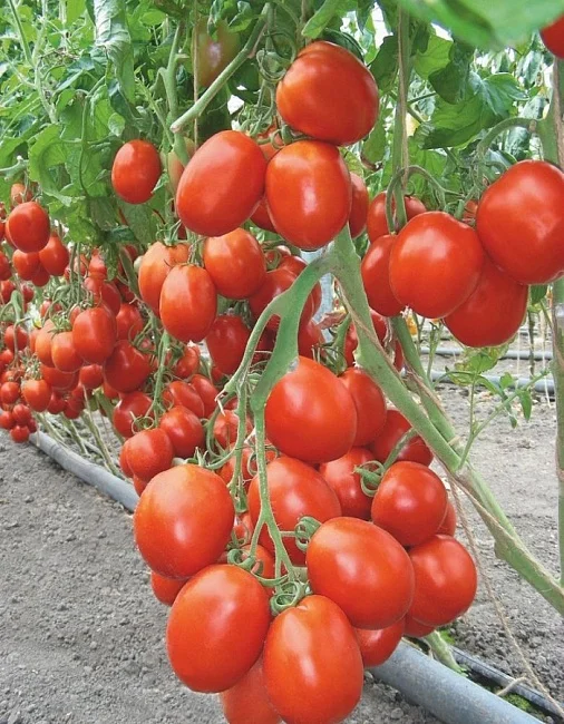 Миниатюра изображения сорта Бенито 