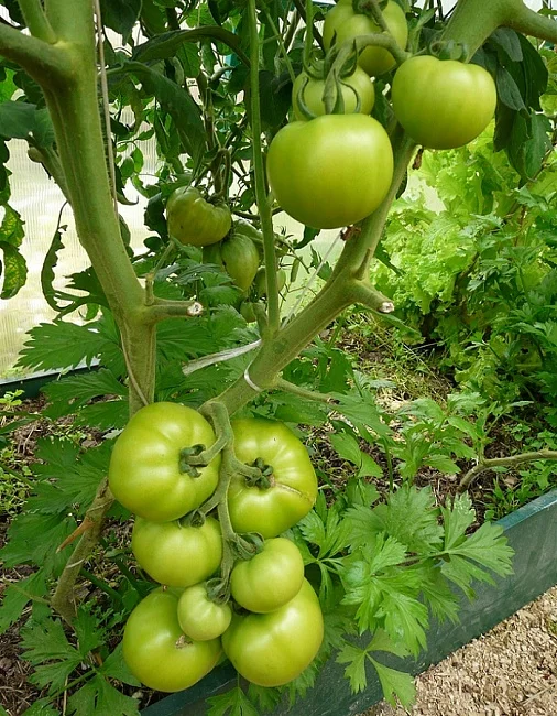 Миниатюра изображения сорта Юннат