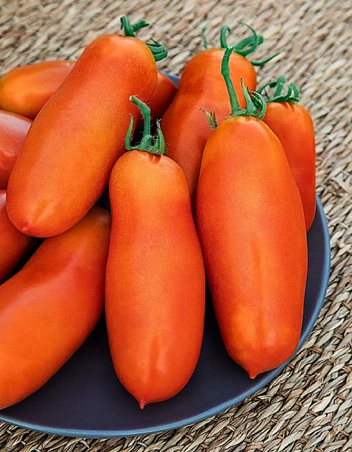 Миниатюра изображения сорта Ялик 