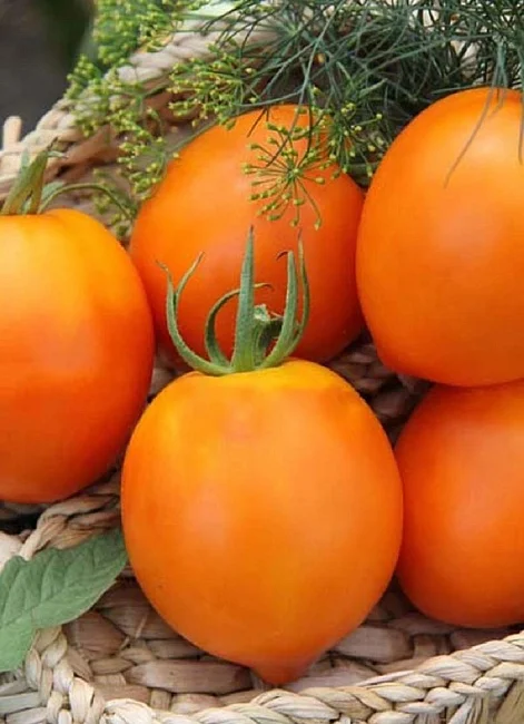 Миниатюра изображения сорта Янтарный купол 