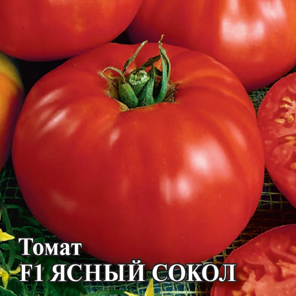 Ясный сокол  