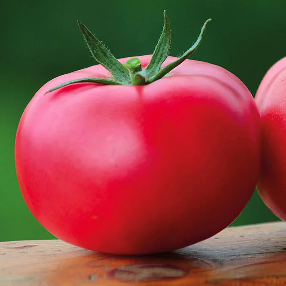 Титан розовый