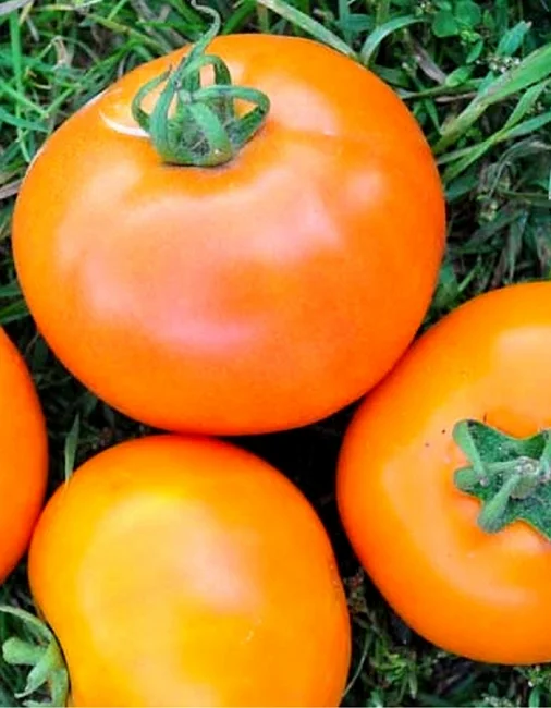 Андромеда золотая