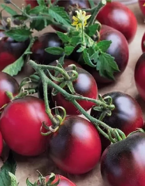 Балконное чудо фиолетово-черное