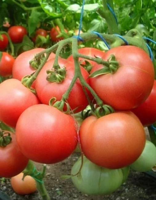 Банзай десертный