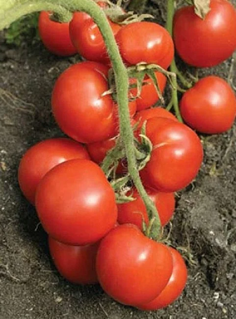 Безрассадный