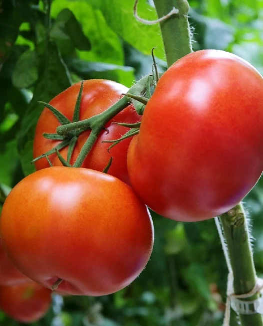 Бифштекс-мясистого типа