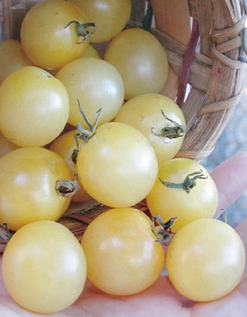 Виноград белый