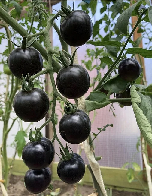 Всем на зависть